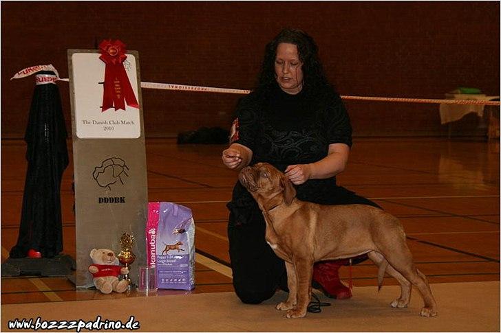 Dogue de bordeaux Isolde Van't Bulscampvelt - Isolde Bedste Baby på DDDBK's klubmatch 2010 :) billede 11