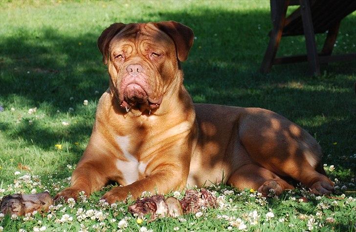 Dogue de bordeaux Isolde Van't Bulscampvelt - Isolde 1 år. billede 1