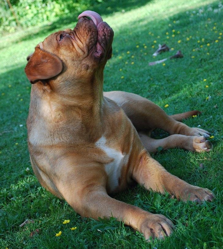 Dogue de bordeaux Isolde Van't Bulscampvelt - Isolde 1 år billede 3