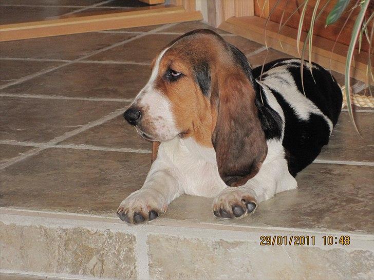 Basset hound Sally - På min trone i stuen. billede 9