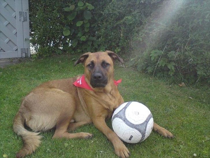 Blanding af racer Basse billede 2