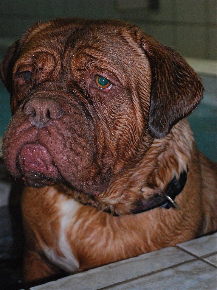 Dogue de bordeaux Isolde Van't Bulscampvelt - Min smukke pige <3 billede 5