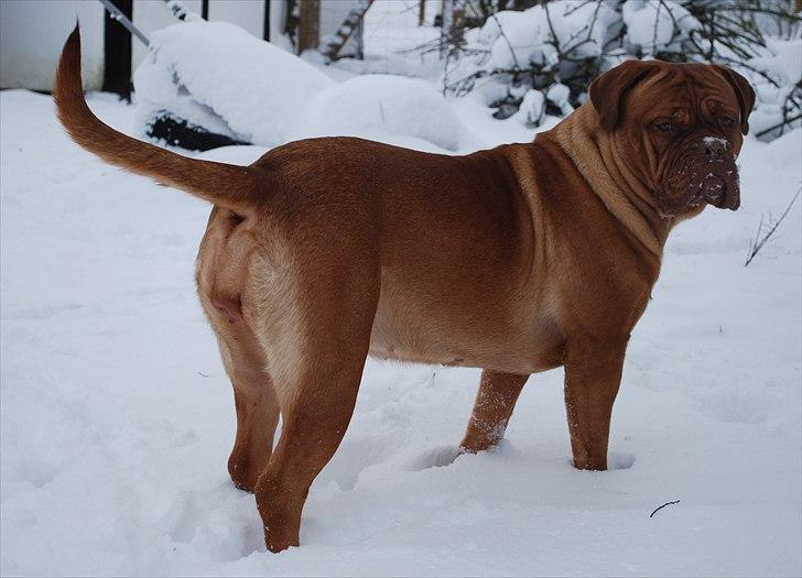 Dogue de bordeaux Isolde Van't Bulscampvelt - Isolde 14 mdr. billede 2