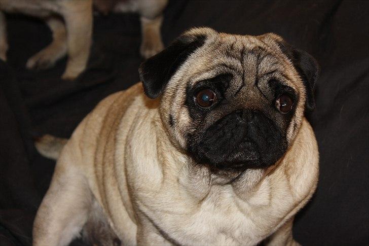 Mops ¤ Kisci Audrey Hepburn ¤ - 5/5-11 billede 19