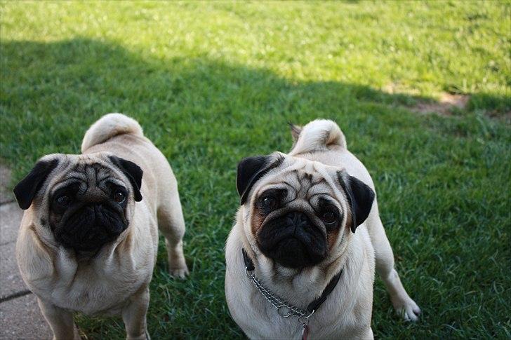 Mops ¤ Kisci Audrey Hepburn ¤ - Min datter Must Have Angelina Jolie og jeg :) d. 5/5-11 billede 20