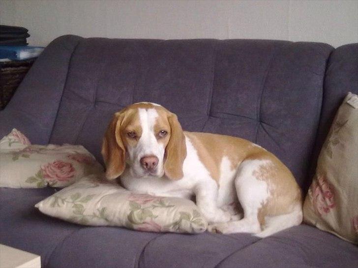 Beagle Vimse billede 1