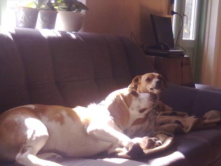 Beagle Vimse billede 2