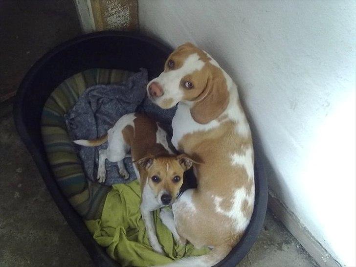 Beagle Vimse billede 3