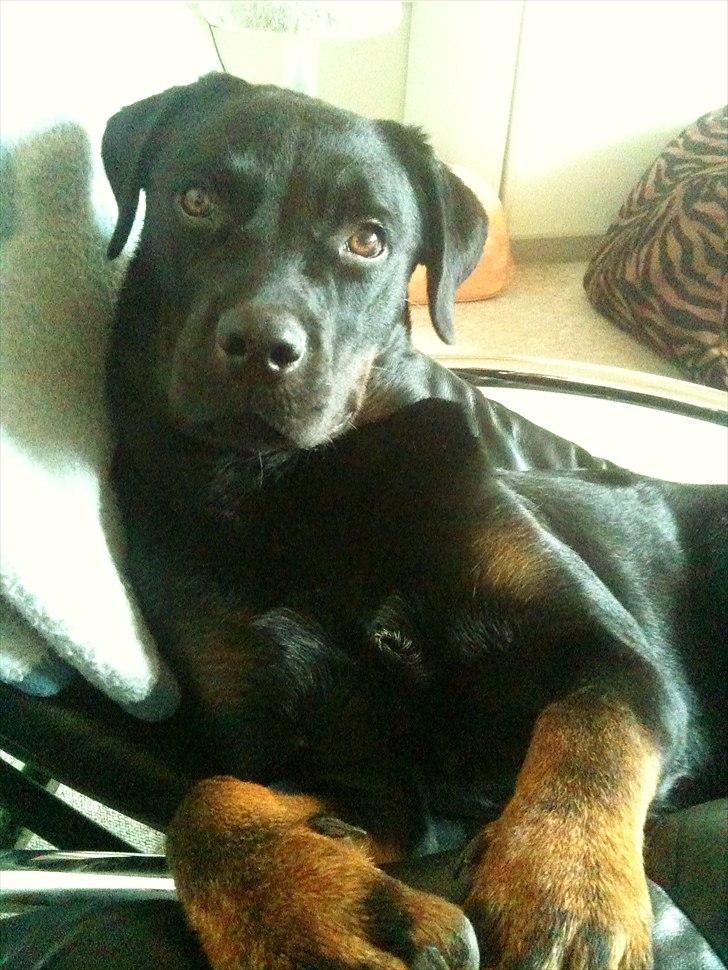 Rottweiler Daisy billede 12