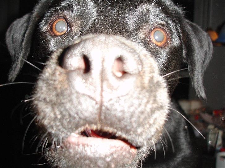 Rottweiler Daisy billede 13