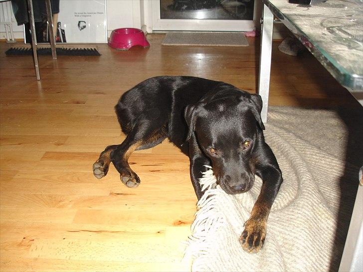 Rottweiler Daisy billede 14