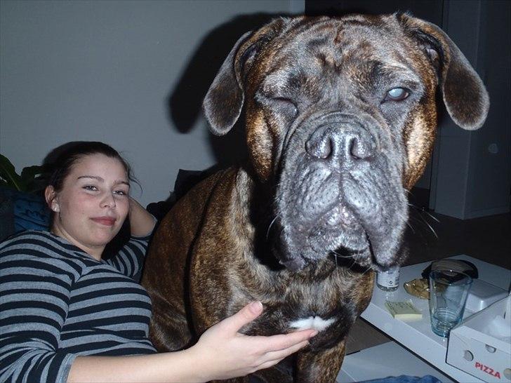 Bullmastiff Byron aka Bøffen billede 16