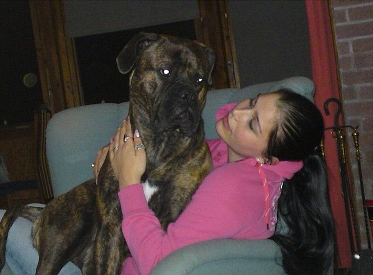 Bullmastiff Byron aka Bøffen billede 18