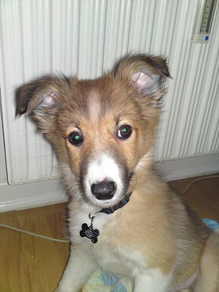 Blanding af racer Charlie - Charlie billede 1