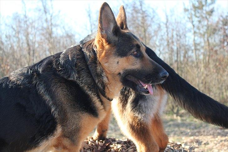 Schæferhund Leika billede 19