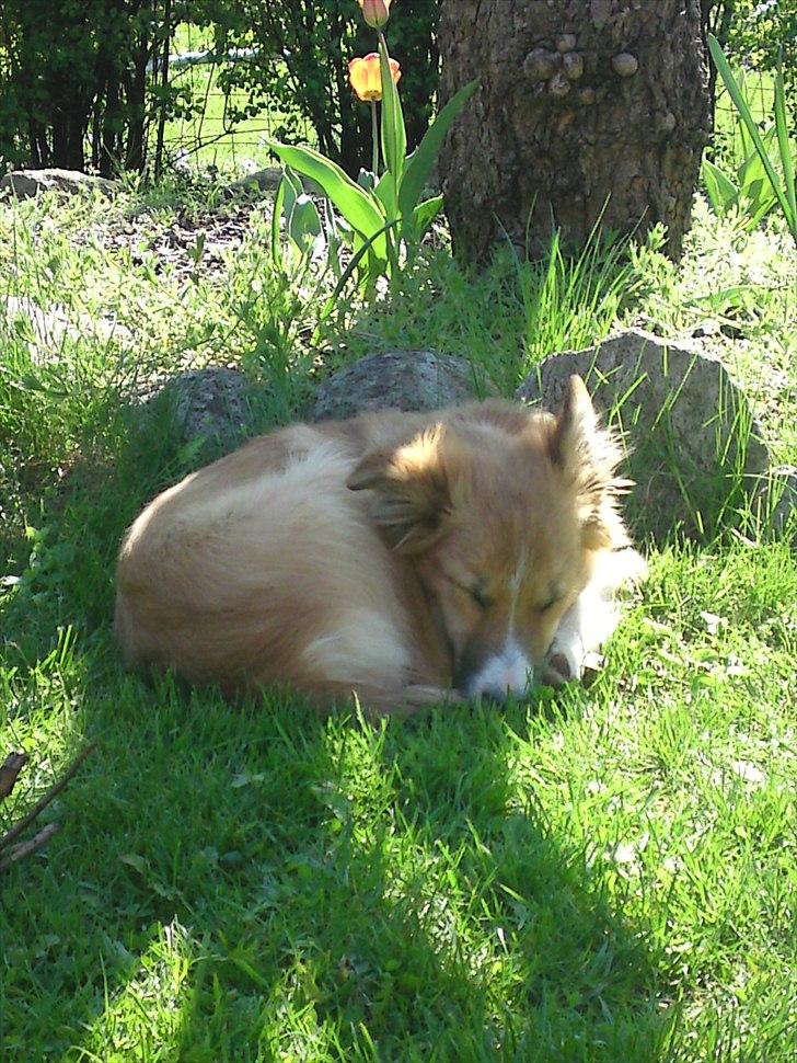 Blanding af racer Charlie - Charlie i haven billede 2