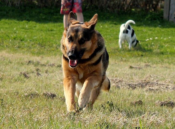 Schæferhund Leika billede 20