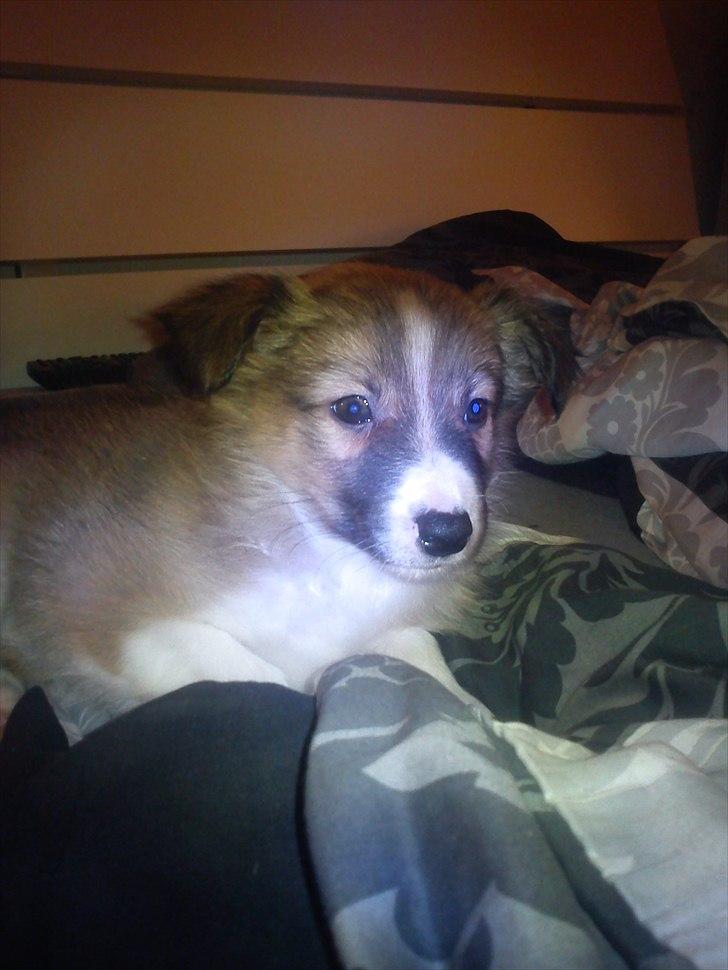 Blanding af racer Charlie - Første dag hos mig billede 3