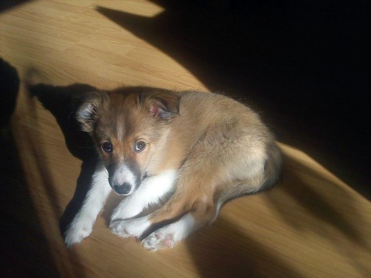 Blanding af racer Charlie - Lille Charlie i solstrålen billede 4