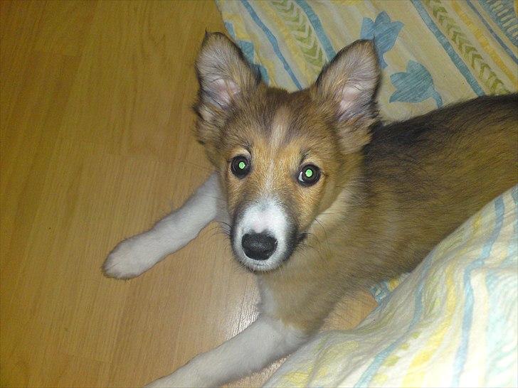 Blanding af racer Charlie - Er jeg ikke bare dejlig? billede 5