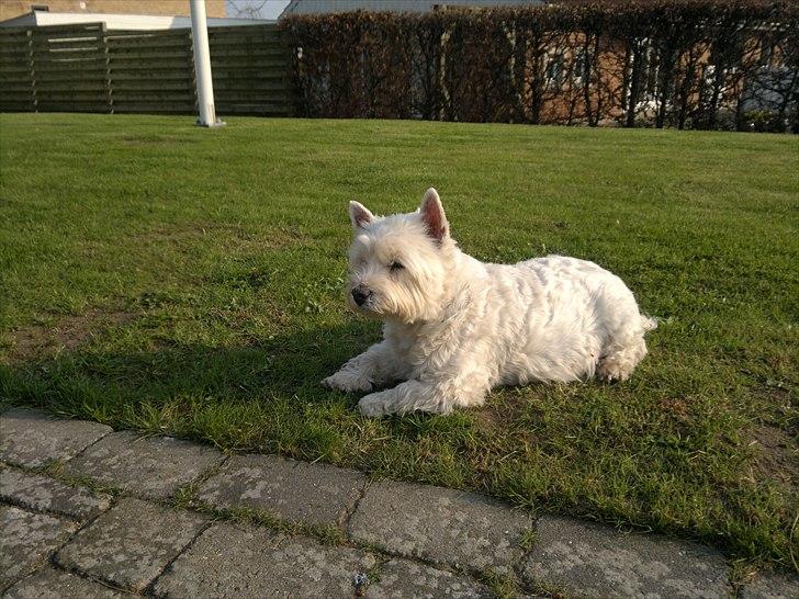 West highland white terrier Molly - Molly nyder det dejlige solskinsvejr billede 6