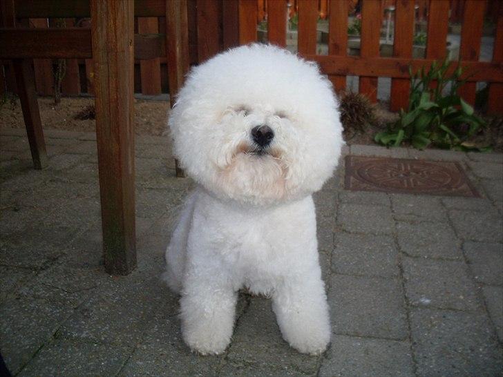Bichon à poil frisé Zimba - Zimba 19 mdr. billede 1