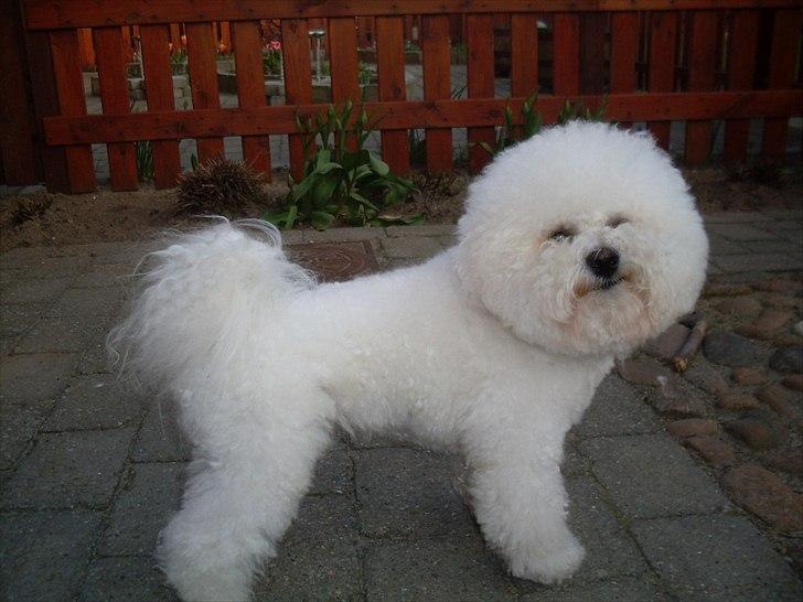 Bichon à poil frisé Zimba - Zimba 19 mdr. billede 2