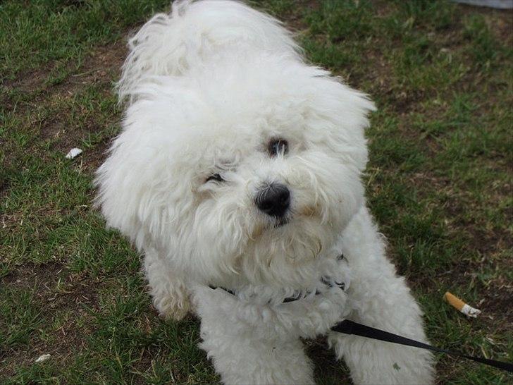 Bichon à poil frisé Zimba - Zimba 9 mdr. billede 3