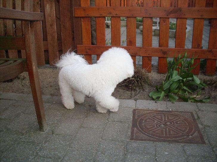 Bichon à poil frisé Zimba - 19 mdr. billede 4
