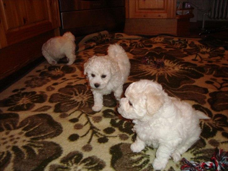 Bichon à poil frisé Zimba - Lille baby Zimba billede 5