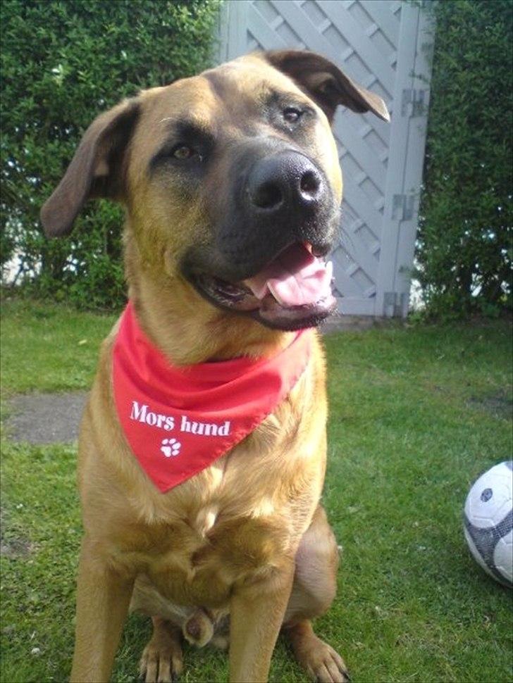 Blanding af racer Basse billede 1