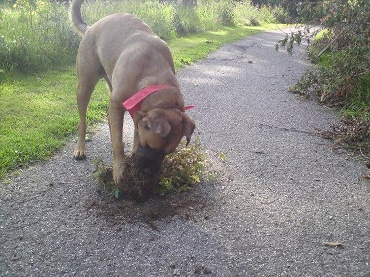 Blanding af racer Basse billede 4