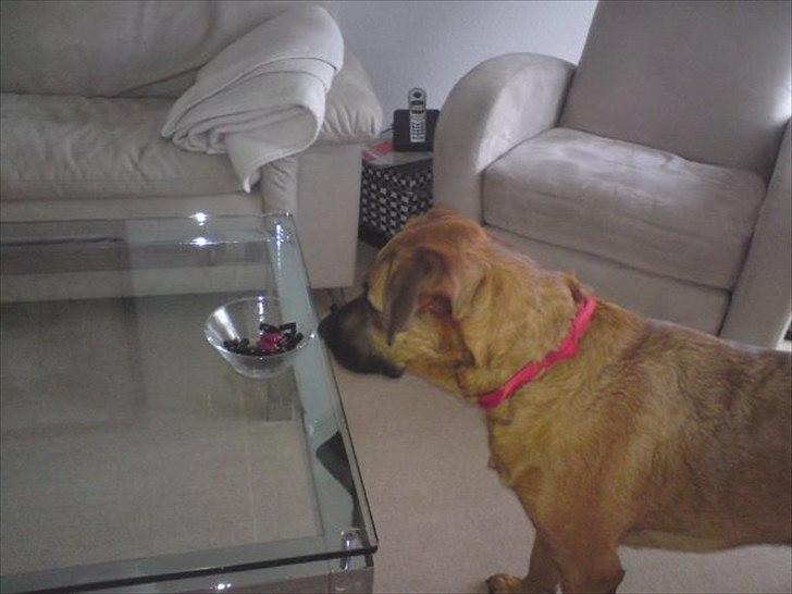 Blanding af racer Basse billede 5