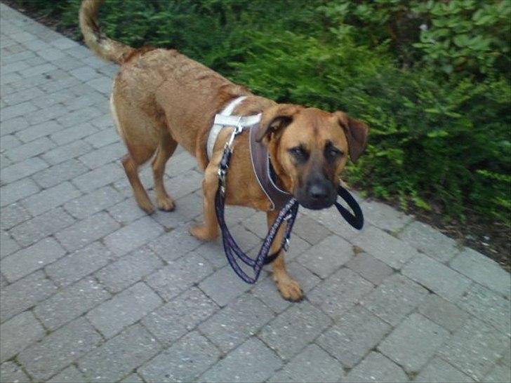 Blanding af racer Basse billede 7