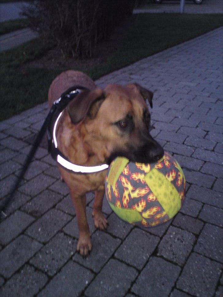 Blanding af racer Basse billede 3