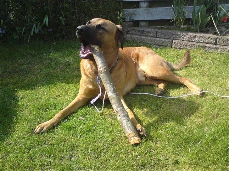 Blanding af racer Basse billede 6