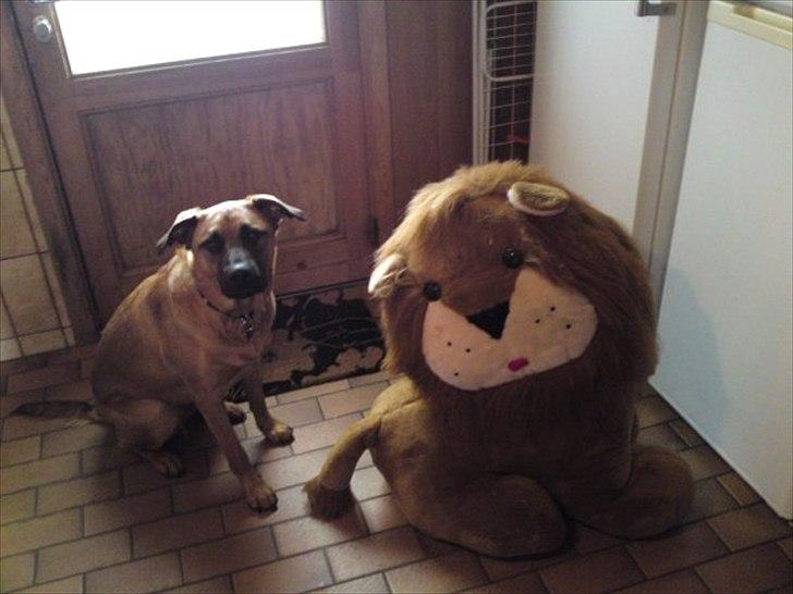 Blanding af racer Basse billede 8