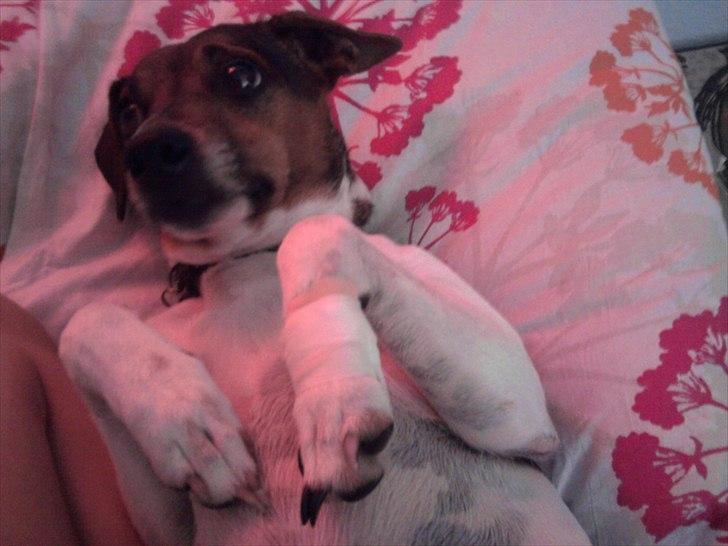 Dansk svensk gaardhund Smut - Velkommen til Smuts pofil:-) billede 1