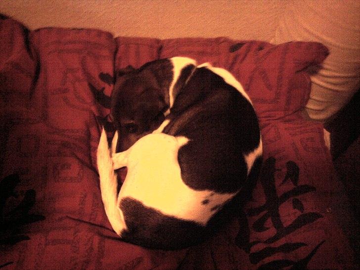 Dansk svensk gaardhund Smut - jeg sover  billede 2