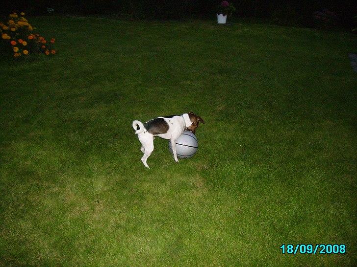 Dansk svensk gaardhund Smut - yes leger med min bold billede 3