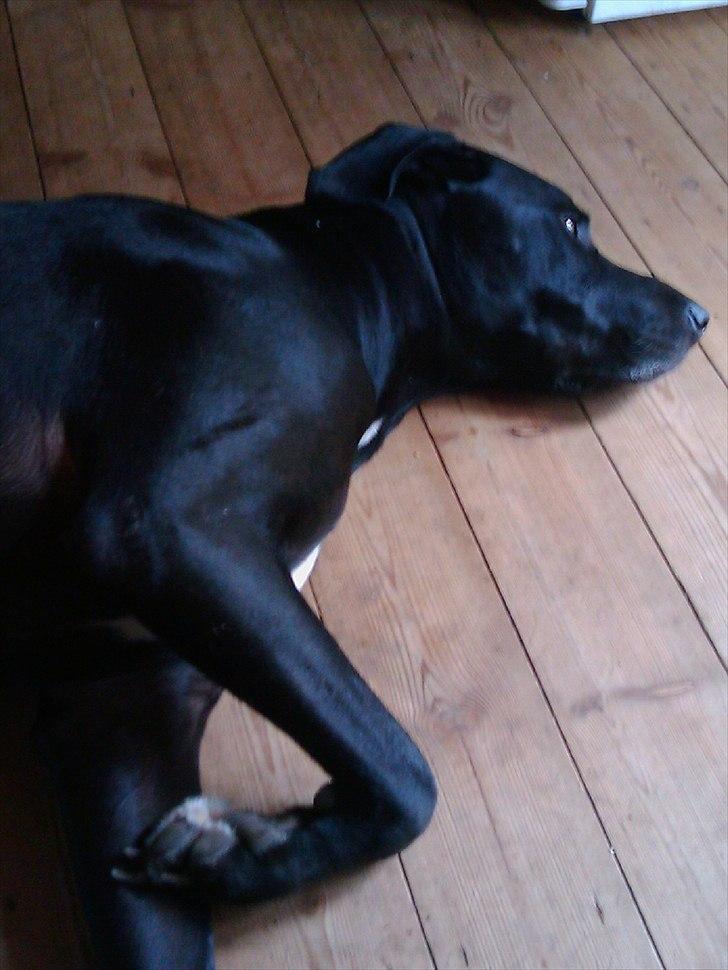 Blanding af racer Holger *Himmelhund* billede 9