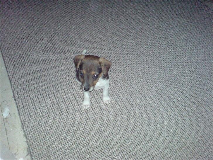 Dansk svensk gaardhund Smut - se jeg kan sidde billede 4