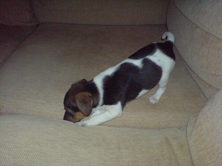 Dansk svensk gaardhund Smut - måske er der en mus der ned billede 5