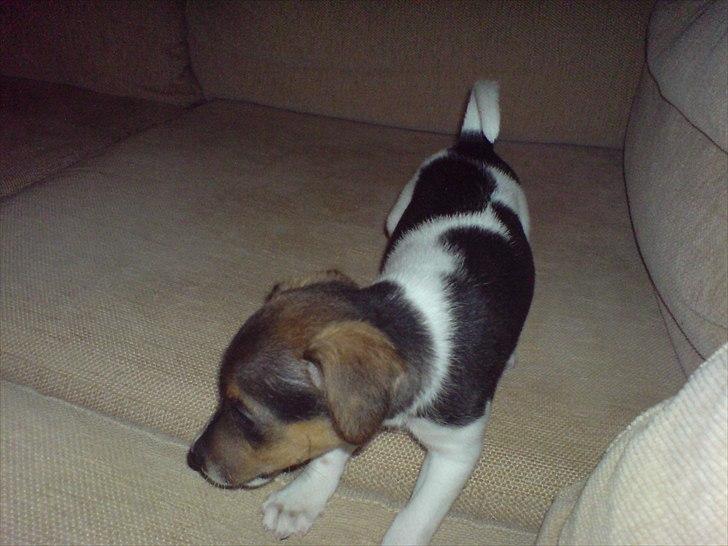 Dansk svensk gaardhund Smut - er jeg ikke fin billede 6