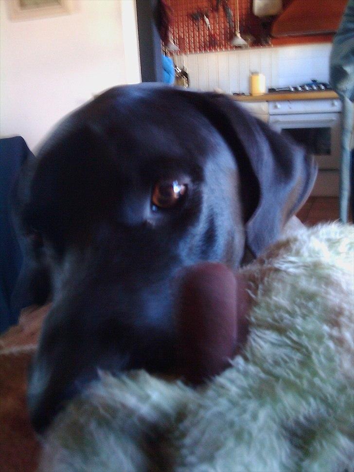 Blanding af racer Holger *Himmelhund* billede 10