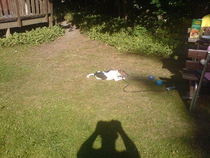 Dansk svensk gaardhund Smut - jeg hygge mig  billede 7