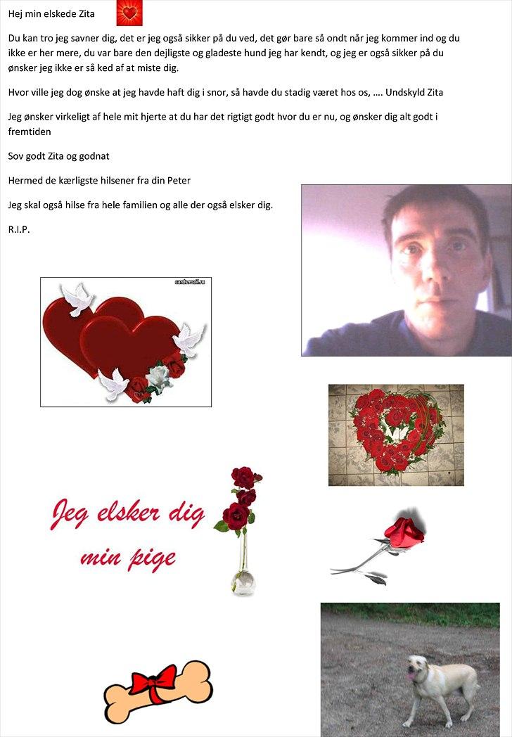 Labrador retriever Zita billede 1