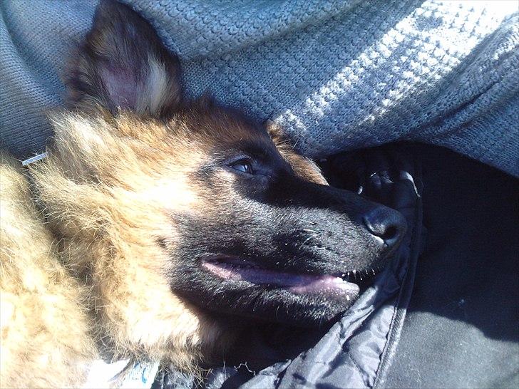 Schæferhund Papso - 1 af de første dage hos os, har gået tur så nu tager vi en slapper billede 1