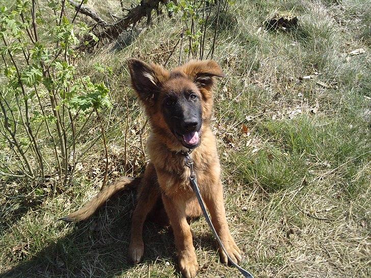 Schæferhund Papso - 4 mdr og elsker rampelyset billede 2