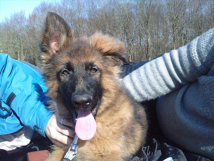 Schæferhund Papso - er jeg ikke fin billede 3